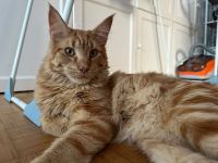 Maine Coon Rot