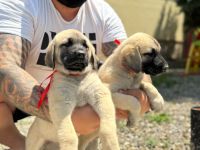 Kangal Welpen