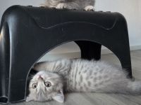 BKH Kitten