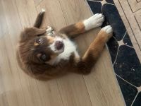 Aussie mix Welpe