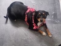 Zwergpinscher Mia