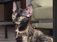 Bombay EK - Tortie/Tuxedo