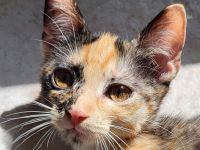 Bombay EK - Calico /Bombay EK/EL Norwegische Wildkatze Bicolor (Tuxedo) Mix