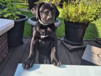 Labrador Mix Welpe sucht als letztes ein Zuhause