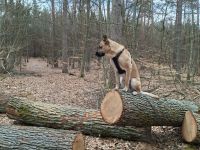 Odin sucht endlich eine  liebe Familie