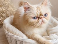 Chinchilla Perser Kater