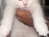 Britische langhaar Kitten