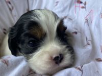 Cavalier Welpen