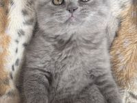 Britische Katzen
