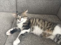 Charly,Simba,Sir Lanzelote sucht ein liebevolles Zuhause ( Maine Coon Mix)