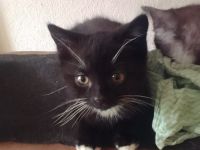 Kitten zu verkaufen
