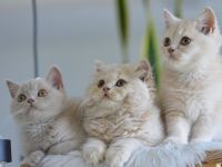 BKH & BLH Kitten mit Excellenten Stammbaum