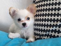 Papillon Chihuahua Welpen