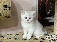 14 Wochen alte Kitten suchen ein Zuhause