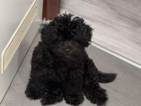 Bella sucht ein neues Zuhause