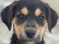 Hiro , geb. ca. 02/2026, lebt in GRIECHENLAND, im städt. Tierheim Serres