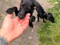 Hunde Welpen