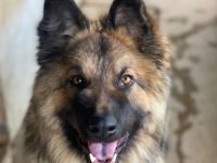 Joey, geb. ca. 08/2025, lebt in GRIECHENLAND, auf einer privaten Pflegestelle