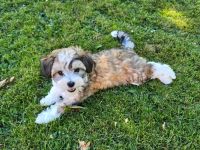 Chinesische Schopfhund Welpen suchen liebevolles Zuhause