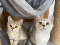 Wunderschöne Britisch Kurzhaar Kitten suchen ein liebevolles Zuhause