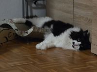 Eine süße main coon dame