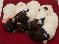 Lagotto Romagnolo Welpen, Wurf vom 10. September 2026, ENCI, Toskana