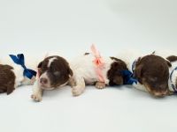Lagotto Romagnolo Welpen, Wurf vom 17. Juli 2026, ENCI, Toskana