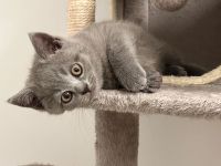 🐱 Zwei Katzenmädchen suchen ein liebevolles Zuhause ❤️