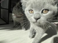 🐾 Ab sofort abholbereit Eine BKH Katze suchen ein liebevolles Zuhause ❤️