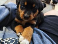 Appenzeller Sennenhundwelpen