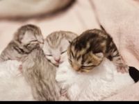 Zuckersüße BKH/BLH kitten in besonderen Farben