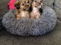 Yorkshirer Terrier Welpen ( 2 Hündinnen ) IDR. mit Ahnenpass