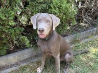 Labrador Retriever Hündin Nova