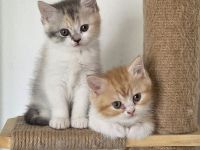 Bkh/Blh Kitten abzugeben