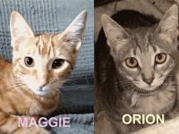Maggie & Orion suchen gemeinsam ihr Für-immer-Zuhause (als Wohnungskatzen)