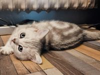 Katzenbabys auszugsbereit