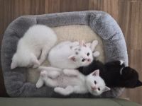 Kitten abgabebereit