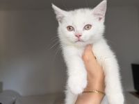 BKH Kitten 🐱