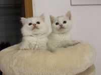 BKH Kitten 🐱