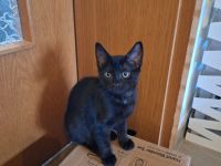 Katzenbabys Schwarz