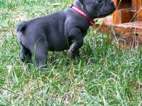 Französische bulldoggen Welpen