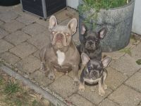 Französische bulldoggen Welpen