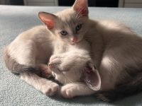 Siam Kitten abgabebereit