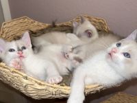 Siam Kitten