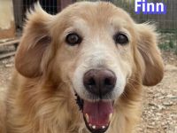 Finn, 08/19 - süßer Senior sucht Familie