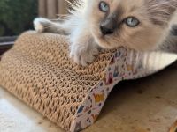 Heilige Birmakitten,  Birma kitten Heilige-Birma-Kätzchen