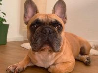 Specki in 60388 Frankfurt sucht sein Für-immer-Zuhause