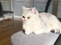 BKH Katze