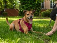 Bailey in 14656 Berlin sucht sein Für-immer-Zuhause