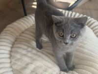 BKH kitten Kater